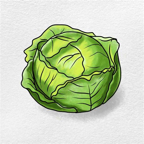 How to Draw Cabbage - HelloArtsy