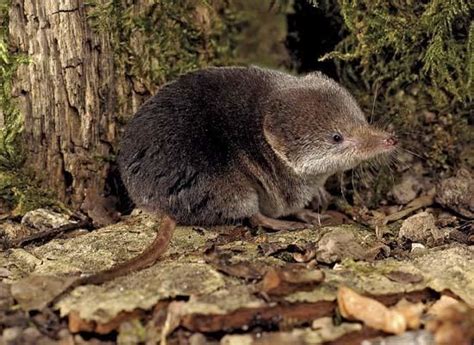 Common shrew - Alchetron, The Free Social Encyclopedia