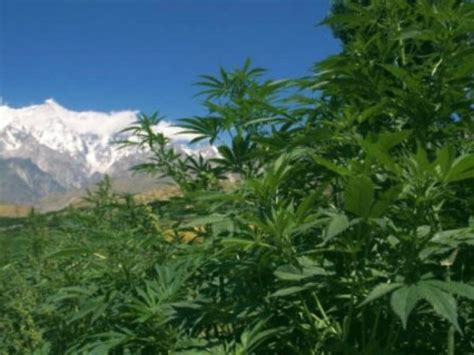 Uttarakhand To Become First Indian State To Legalise Cannabis Cultivation