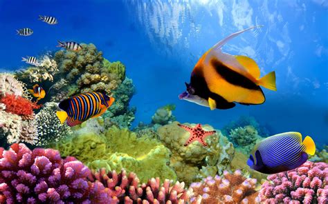 Vibrant Underwater Life - Great Barrier Reef 4K Ultra HD Wallpaper