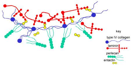 Basal Lamina Vsmembrane