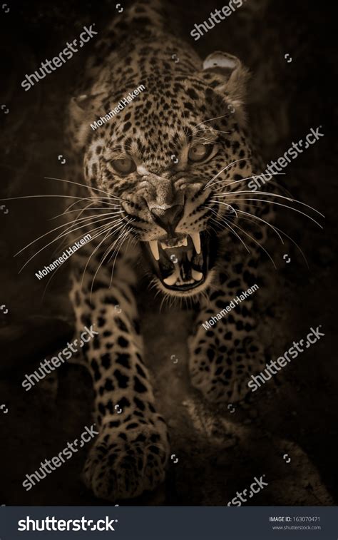 Angry Leopard Attacking/Angry Leopard/Safari Park - Egypt Stock Photo 163070471 : Shutterstock