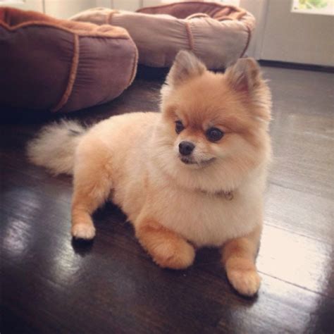 Pomeranian Puppies Haircut - Pets Lovers