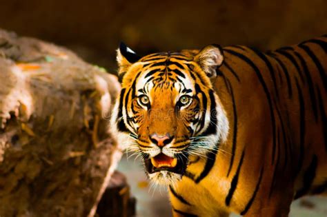 Scary Tiger in the woods stock image. Image of angry - 19934247