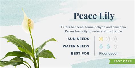 Some Proven Peace Lily Benefits for Your Home - Greenkosh