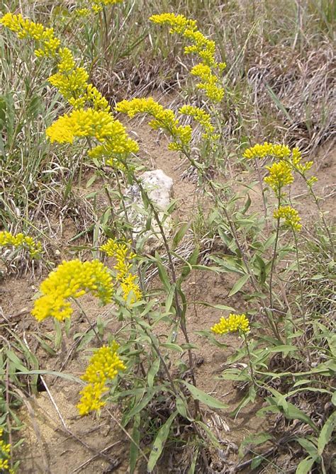 Solidago nemoralis Old Field Goldenrod | Prairie Moon Nursery