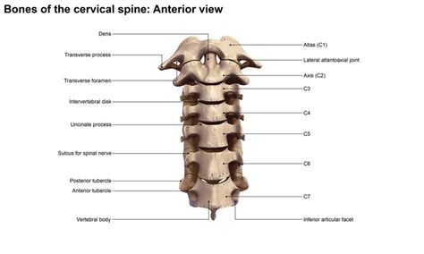 Anatomy Of The Neck Bones