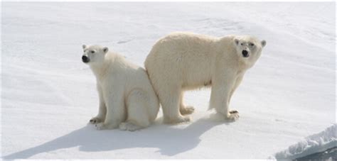 Arctic Highlights & Polar Bears - Svalbard, Greenland, Iceland, Tours ...