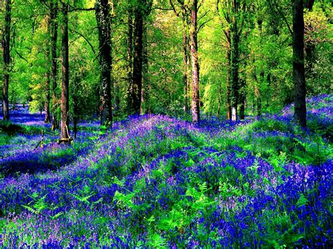 Flowers In Summer Forest wallpaper | colorful | Wallpaper Better