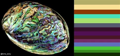 abalone shell Abalone Shell, Baked Goods, Color Palette, Baking, Competition, Patterns, Colour ...