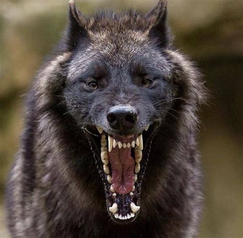 A black wolf formidably opening his mouth wide in 2020 | Black wolf, Animals beautiful, Animals