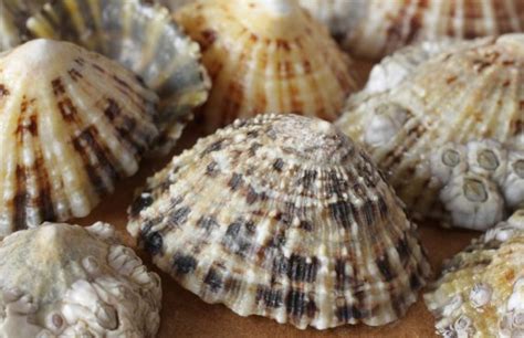 Common Limpet - Facts, Habitat, Diet, Conservation, & More - American Oceans