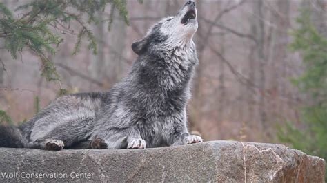 Howling Black Wolf