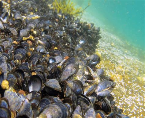 "Microplastics have been found in mussels everywhere scientists have looked"