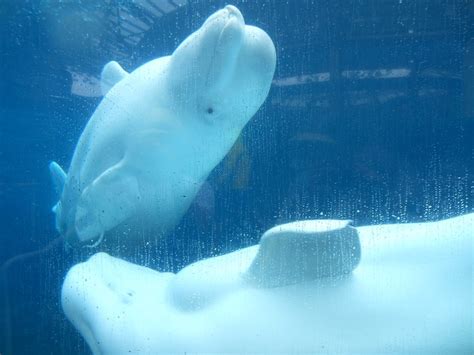 Mystic Aquarium - CT Beluga Whales | Mystic aquarium, Beluga whale, Chinese white dolphin