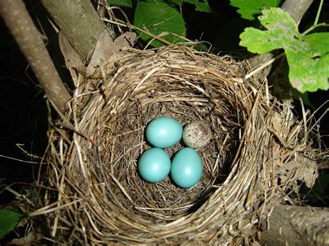 Wood Thrush: Melodious Songbird with Conservation Concerns