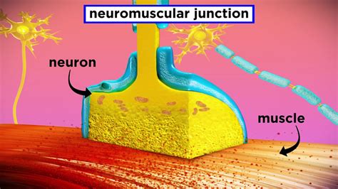 The Mechanism of Muscle Contraction: Sarcomeres, Action Potential, and ...