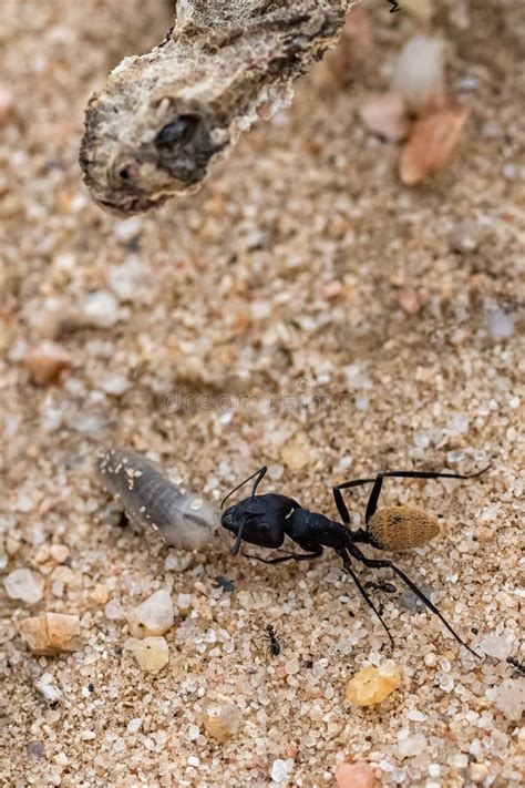 Namibian Ant Eating a Worm, with a Dead Snake Stock Photo - Image of grains, desert: 243475672