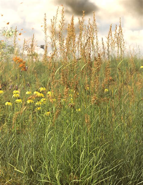 Prairie Grass and Flower Plant Collection | Daz 3D