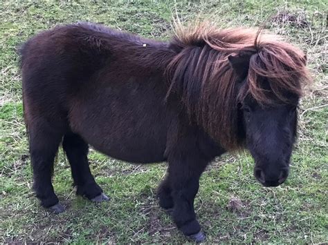 Mini Shetland Pony Stute 10 Jahre 80 cm Dunkelbrauner in Süderlügum