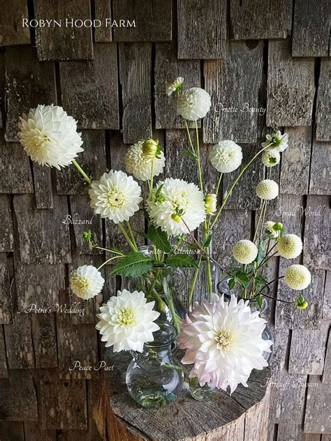 Dahlia varieties white – Artofit