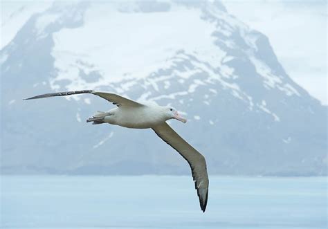 Wandering Albatross Wingspan: How Big it Is & How it Compares to Other Birds - Optics Mag