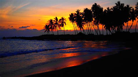 Several palm trees, beach, sunset, palm trees HD wallpaper | Wallpaper Flare