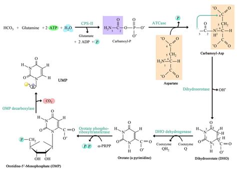 Pyrimidine Synthesis Pathway: Synthesis of pyrimidine derivatives