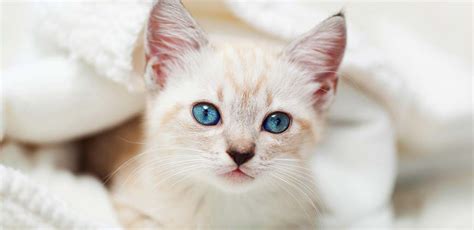 Siamese Tabby Cat Breed Traits and Personality