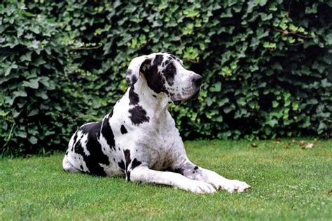 Why Do Great Danes Eat Grass? - Great Dane Care