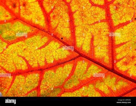 Close up of multicolored autumn oak leaf Stock Photo - Alamy