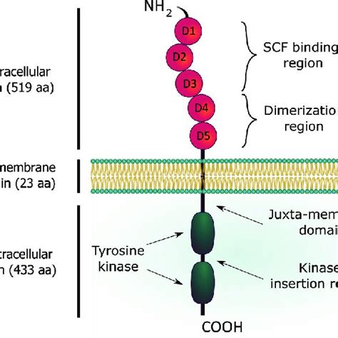 c-KIT mediated signaling pathways. | Download Scientific Diagram