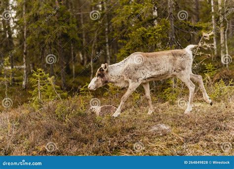 Reindeer in Its Natural Habitat Stock Photo - Image of outside, reindeer: 264849828