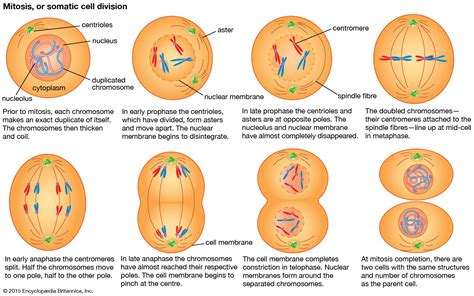 Plant Cell Mitosis Diagram Labeled