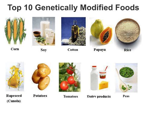 Genetically modified foods in our daily meals, let us count the ways | Genetic Literacy Project