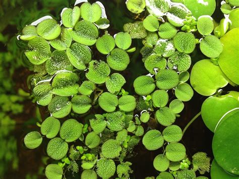 12 Water Spangles (Salvinia Minima), Live Aquarium/Aquatic/Floating ...