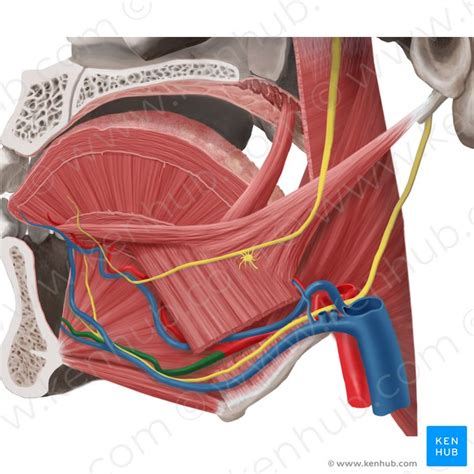 Mylohyoid: Origin, insertion, innervation and action | Kenhub