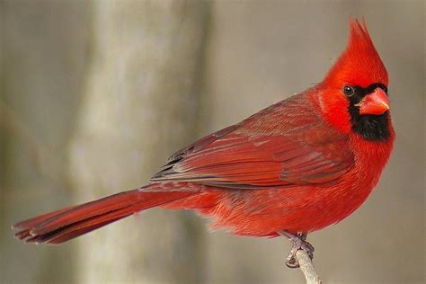 Cardinal Cardinal bird birds usa lovely