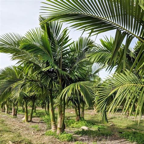 King Alexander Palm | Archontophoenix Alexandrae | Palmco - Wholesale Palms, Florida