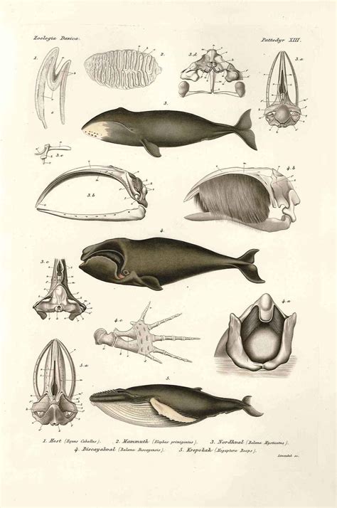 The Rx | Whale illustration, Bowhead whale, Scientific illustration