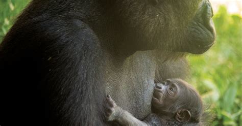 Some name ideas for Philly Zoo's baby gorilla that are totally not Harambe | PhillyVoice