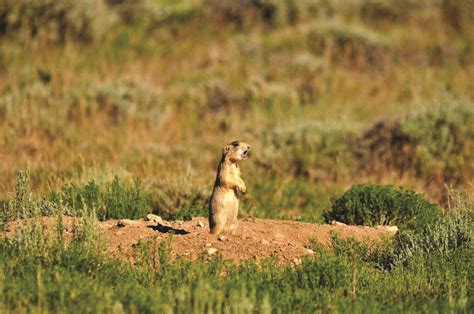 Prairie Dog Hunting in Wyoming with Smith & Wesson - GetZone