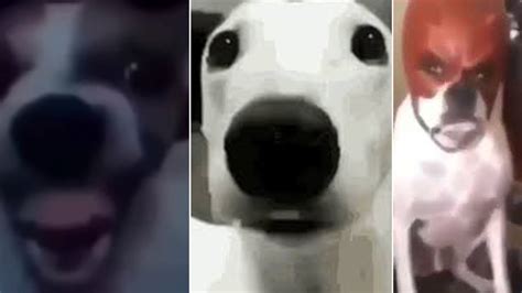 Dog Cringe Reactions | Know Your Meme