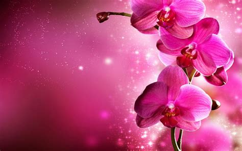 Orchid - Flowers Wallpaper (34014998) - Fanpop