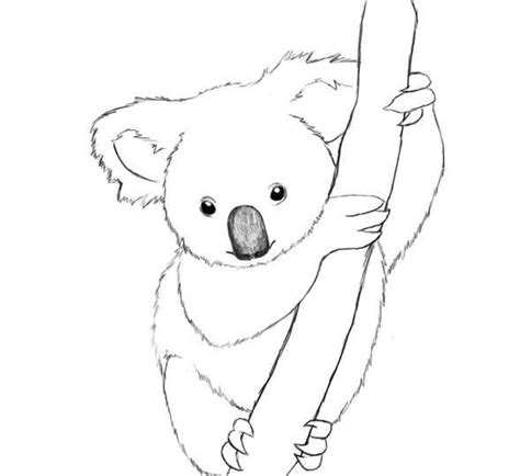 Koala Drawing