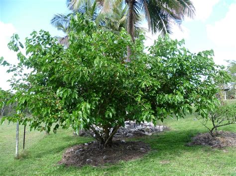 Forum: Pruning White Mulberry