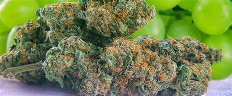 Best Strains Of Weed To Enhance Libido And Arousal | Blog