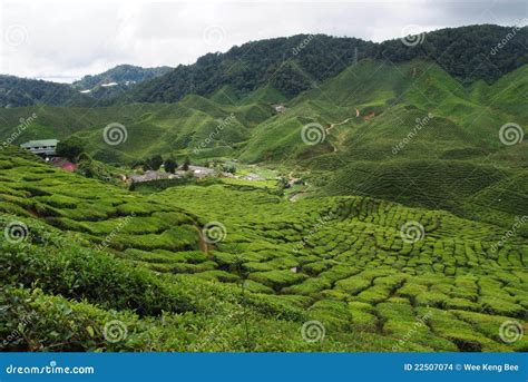 Tea plantation. stock photo. Image of highland, organic - 22507074