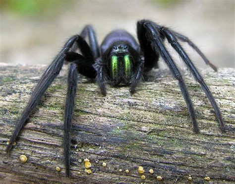 The Evolution of Spiders and Their Remarkable Adaptations - Owlcation ...