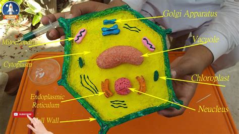 Plant Cell 3d Diagram Labeled